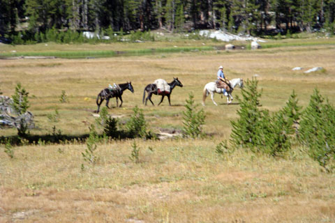Colby Meadow, Kings Canyon National Park, California