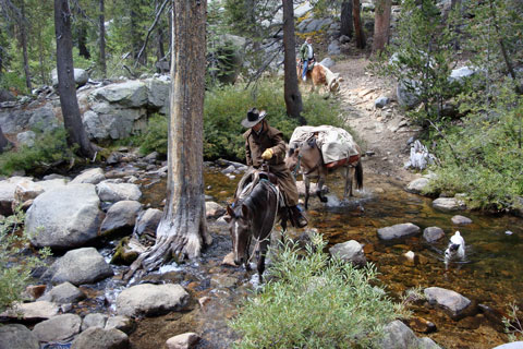 Pack train at Cold Creek, John Muir Wilderness, California