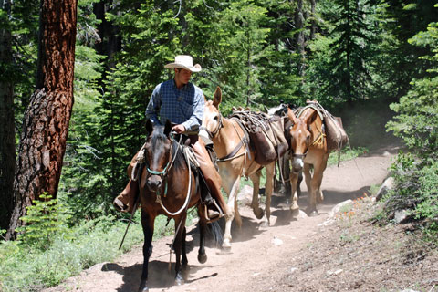Kennedy Meadows Pack Station wrangler, Emigrant Wilderness, California