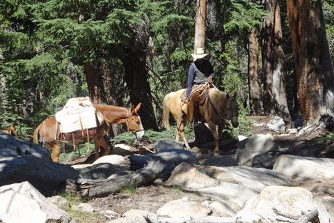 Pack train, Tuolumne Meadows, Yosemite National Park, California